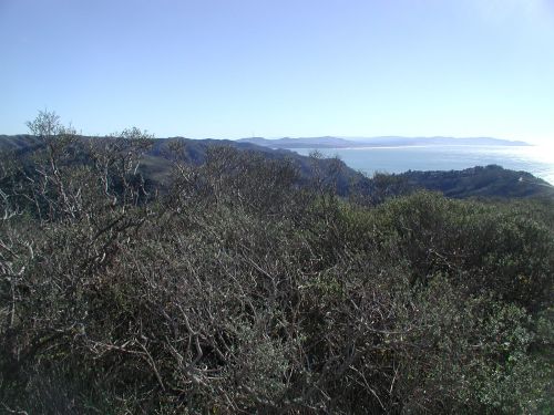 Stinson Beach Christmas