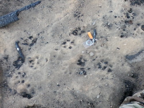 wolf tracks lembert 1