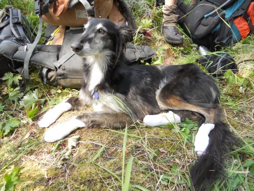 footsoredogbabysocks